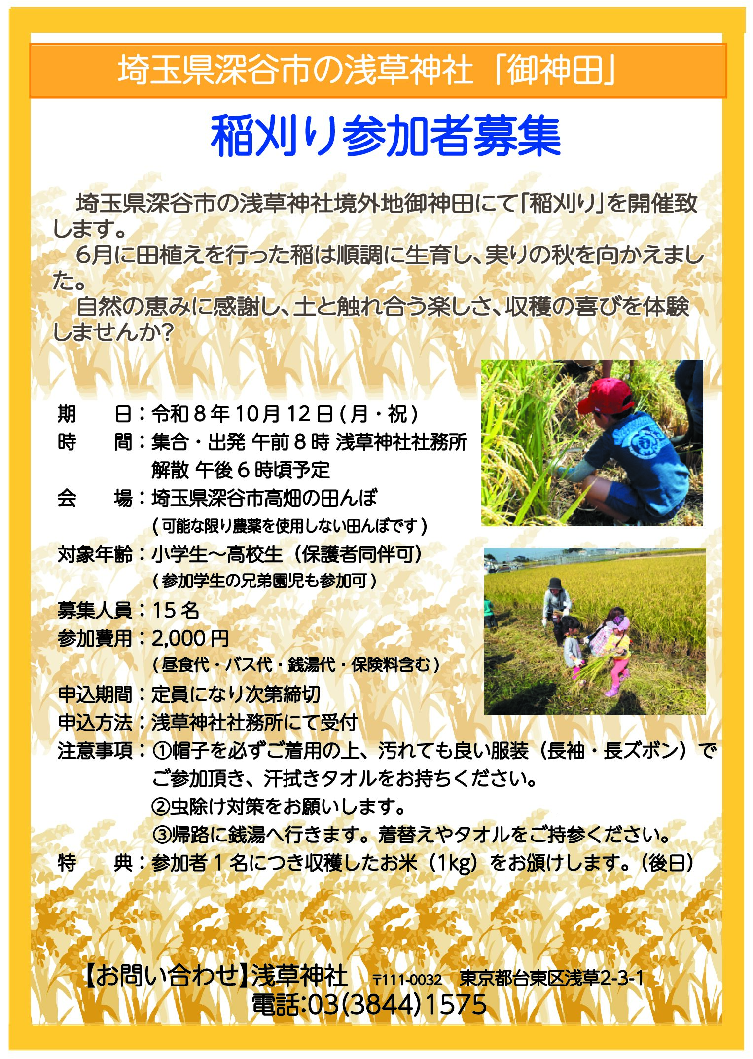 浅草神社 稲刈り体験(埼玉県深谷市)